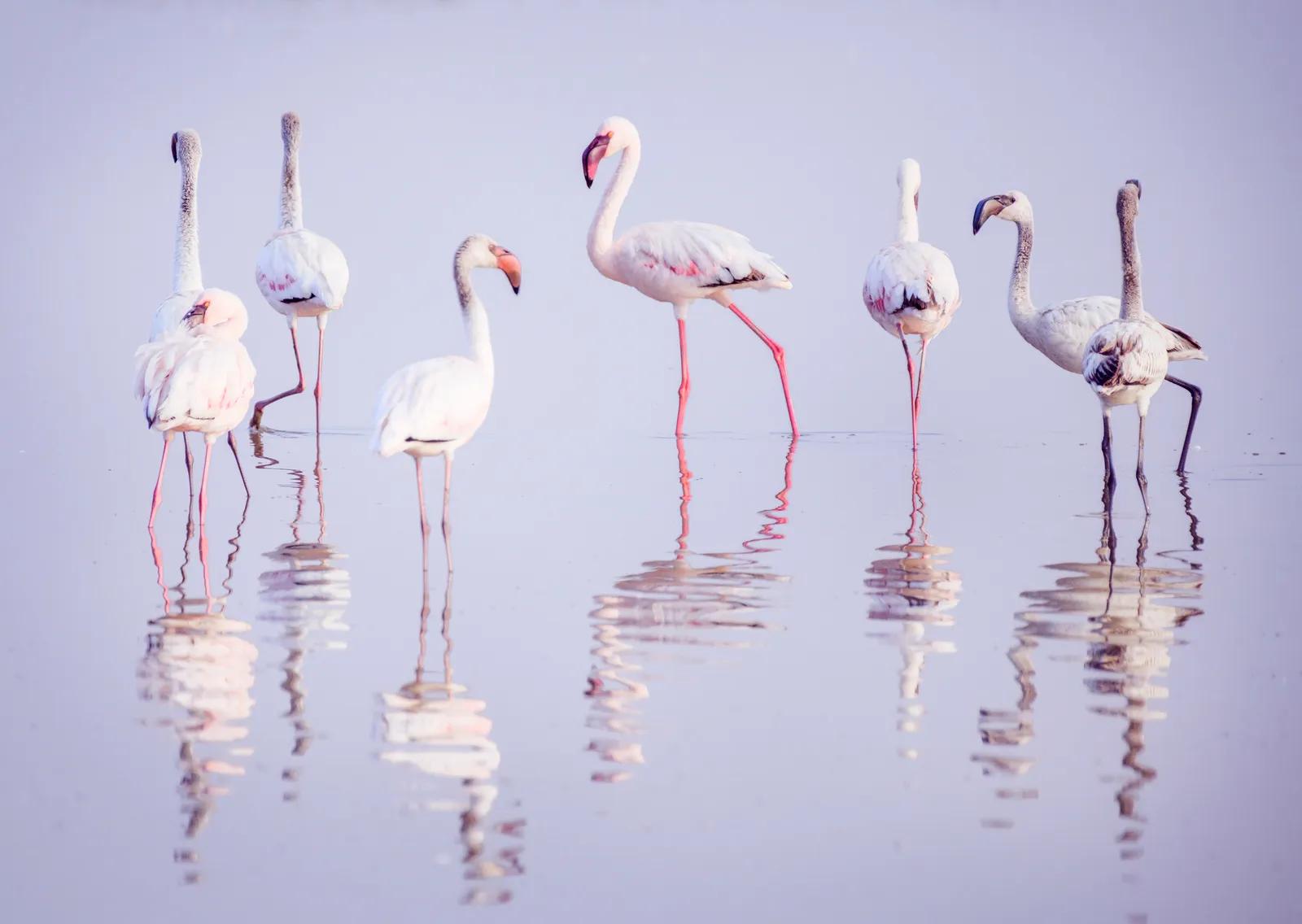 De flamingo´s die je kan spotten